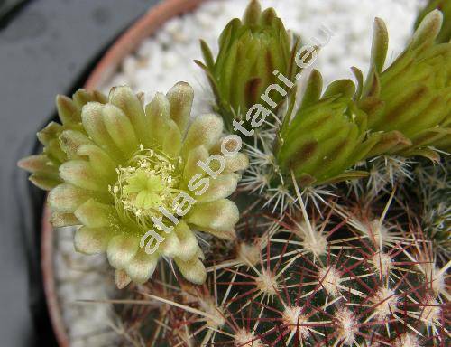 Echinocereus chloranthus (Echinocereus  viridiflorus subsp. chloranthus (Engelm.) Taylor)