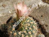 Gymnocalycium bruchii (Gymnocalycium bruchii (Speg.) Hoss., Gymnocalycium lafandense)