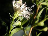 Aster lanceolatus Willd. (Aster paniculatus Lam., Aster simplex Willd., Symphyotrichum lanceolatum (Willd.) Nes.)