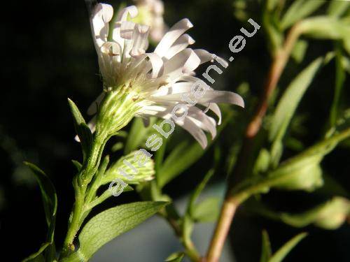 Aster lanceolatus Willd. (Aster paniculatus Lam., Aster simplex Willd., Symphyotrichum lanceolatum (Willd.) Nes.)