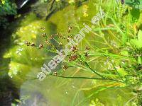 Juncus articulatus Jacq.