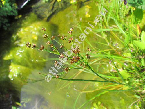 Juncus articulatus Jacq.