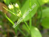 Juncus articulatus Jacq.