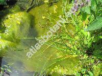 Juncus articulatus Jacq.