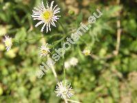 Erigeron muralis Lapeyr. (Erigeron serotinus Weihe, Erigeron corymbosus Wallr., Erigeron acris agg.)