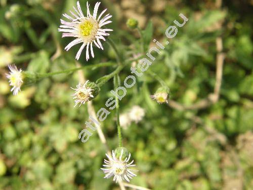 Erigeron muralis Lapeyr. (Erigeron serotinus Weihe, Erigeron corymbosus Wallr., Erigeron acris agg.)