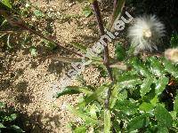 Erigeron muralis Lapeyr. (Erigeron serotinus Weihe, Erigeron corymbosus Wallr., Erigeron acris agg.)