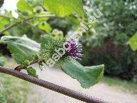 Arctium nemorosum Lej. (Arctium minus subsp. nemorosum (Lej.) Syme in Sowerby, Arctium macrospermum (Wallr.) Hayek)