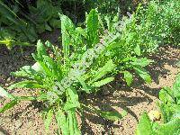 Brassica rapa subsp. japonica 'Mibuna' (Brassica campestris auct.)