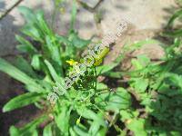 Arabis nemorensis (Hoffm.) Koch (Turritis nemorensis Wolf ex Hoffm., Arabis gerardii (Besser) Koch, Arabis planisiliqua)