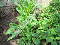 Brassica rapa subsp. japonica 'Mibuna' (Brassica campestris auct.)