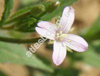 Epilobium tetragonum L. (Epilobium tetragonum agg.)