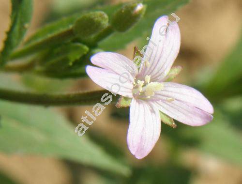 Epilobium tetragonum L. (Epilobium tetragonum agg.)