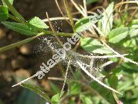 Epilobium tetragonum L. (Epilobium tetragonum agg.)