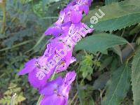 Consolida orientalis (Gr. et Godr.) Schr. (Consolida orientalis (Gr. et Godr.) Schrdinger, Delphinium)