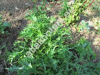 Brassica rapa subsp. japonica 'Mizuna' (Brassica rapa var. nipposinica L. H. Bailey)