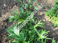 Brassica rapa subsp. japonica 'Mizuna' (Brassica rapa var. nipposinica L. H. Bailey)
