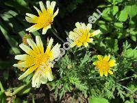 Chrysanthemum coronarium 'Maiko' (Glebionis coronaria (L.) Cass. ex Spach, Xanthophthalmum coronarium (L.) Trehane, Agryranthemum)