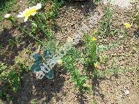 Chrysanthemum coronarium 'Maiko' (Glebionis coronaria (L.) Cass. ex Spach, Xanthophthalmum coronarium (L.) Trehane, Agryranthemum)