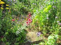 Penstemon 'Ruby'