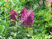 Astilbe x arendsii Arends 'Brautschleier'