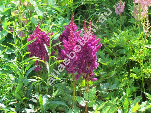 Astilbe x arendsii Arends 'Brautschleier'