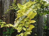 Lonicera japonica 'Aureoreticulata' (Lonicera japonica 'Aureo-reticulata', Lonicera japonica 'Reticulata')
