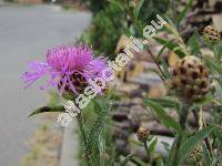 Centaurea jacea subsp. angustifolia Gremli (Jacea pratensis Lamk., Jacea pannonica (Heuffel) Sojk)