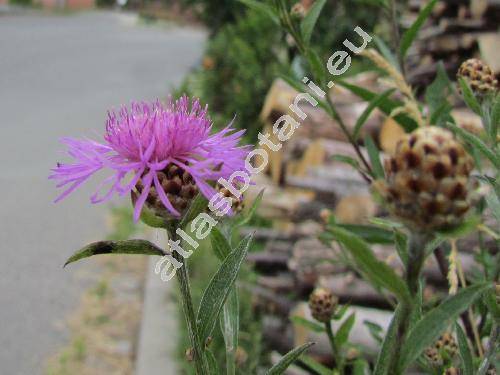 Centaurea jacea subsp. angustifolia Gremli (Jacea pratensis Lamk., Jacea pannonica (Heuffel) Sojk)