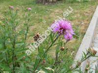 Centaurea jacea subsp. angustifolia Gremli (Jacea pratensis Lamk., Jacea pannonica (Heuffel) Sojk)