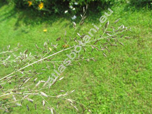 Eragrostis minor Host (Eragrostis poaeoides P. B.)