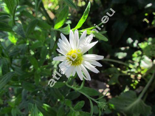 Kalimeris 'Nana White' (Kalimeris incisa)