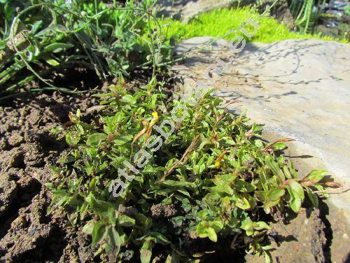 Mimulus 'Minima' (Erythranthe)