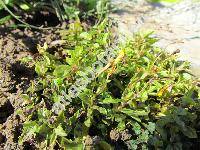 Mimulus 'Minima' (Erythranthe)