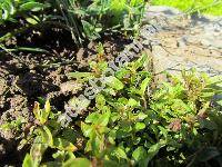 Mimulus 'Minima' (Erythranthe)