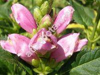 Chelone obliqua (Chelone obliqua L.)