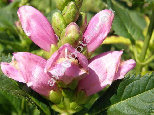 Chelone obliqua (Chelone obliqua L.)