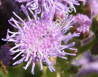 Ageratum houstonianum Mill. (Ageratum mexicanum Sims)