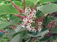 Actinidia arguta