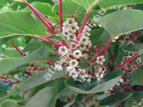 Actinidia arguta