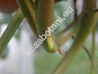 Syngonium podophyllum (Syngonium podophyllum var. albolineatum (hort.) Engl., Syngonium podophyllum 'Albolineatum', Pothos auritus Willd.)