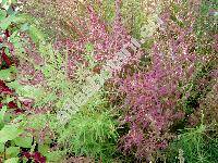 Kochia scoparia (Kochia scoparia (L.) Schrad., Chenopodium scoparia L., Bassia)