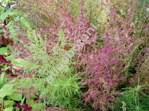 Kochia scoparia (Kochia scoparia (L.) Schrad., Chenopodium scoparia L., Bassia)