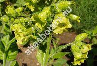 Nicotiana rustica L.