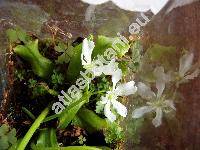 Dionaea muscipula (Dionaea muscipula Ellis)