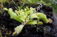 Dionaea muscipula (Dionaea muscipula Ellis)