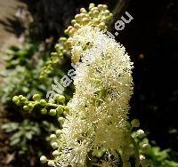 Cimicifuga europaea (Cimicifuga europaea Schipcz., Cimicifuga foetida auct., Actaea racemosa Gener.)