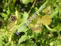 Hibiscus trionum L. (Ketmia trionum (L.) Scop.)