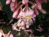 Medinilla magnifica Lindl.