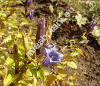 Gentiana asclepiadea L. (Pneumonanthe asclepiadea (L.) Schmidt, Dasystephana asclepiadea (L.) Borkh.)